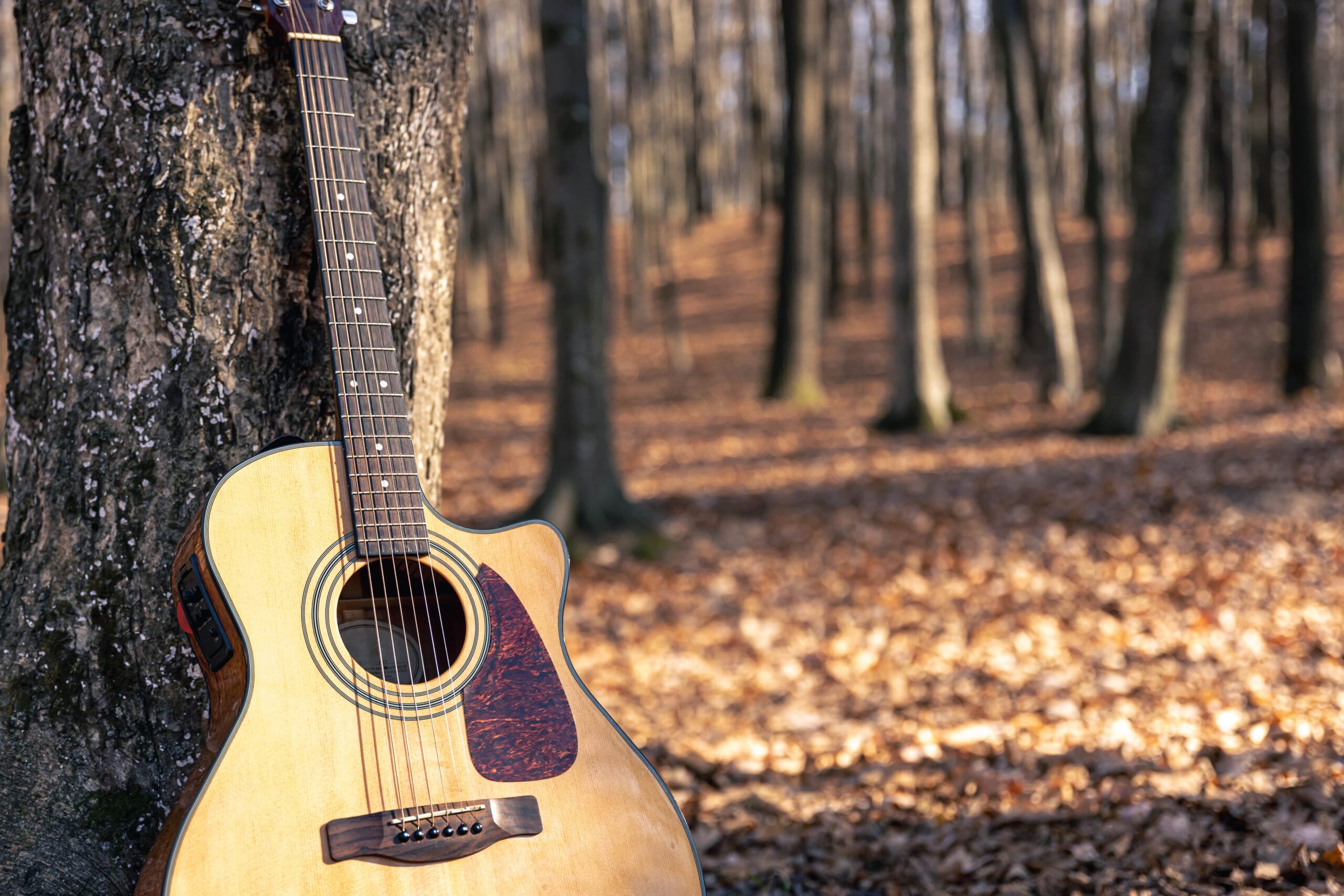 Music and the Environment: Harmonizing Conservation Efforts with Melodic Inspiration